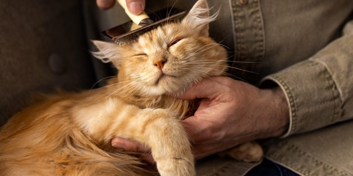Preventive Care Tips from a Trusted Vet in Woodlands