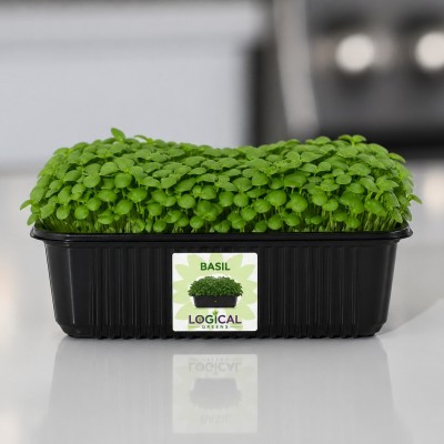 Basil Microgreens Profile Picture