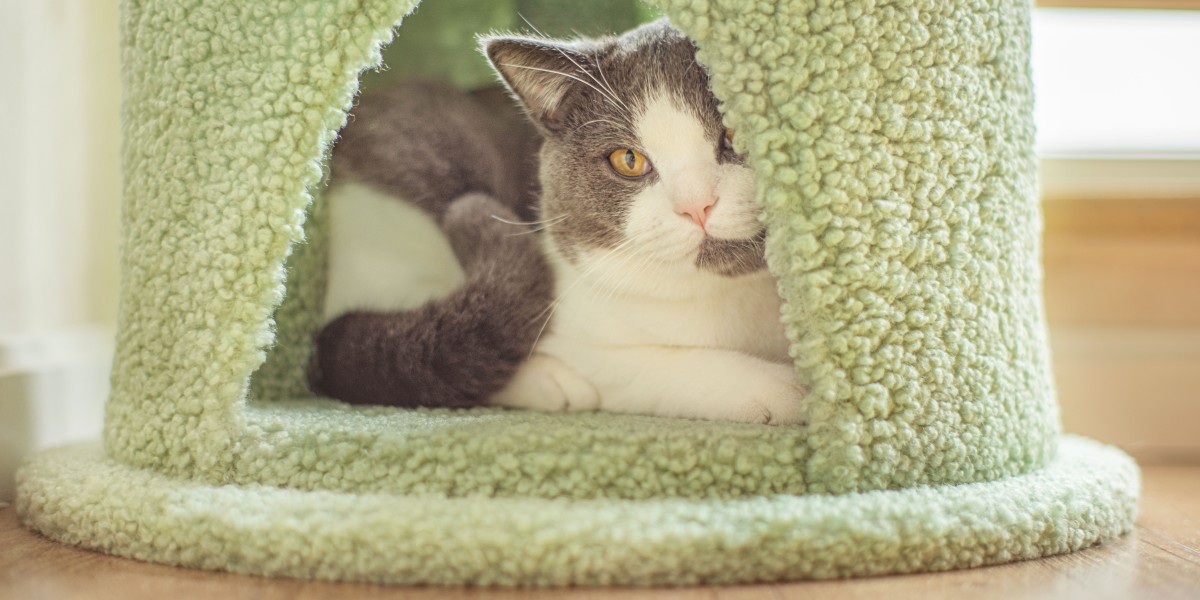 Global Cat Condos & Indoor Houses Market Emerging Trends and Business Opportunities