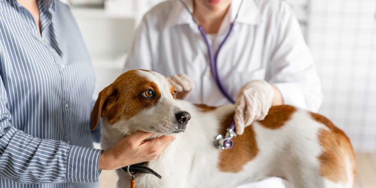When Should You Take Your Pet to a Vet in Conroe TX?