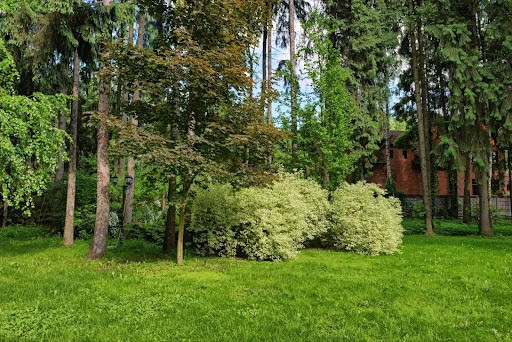 Tree Surgeon Ashtead - Parish Arboriculture Ltd