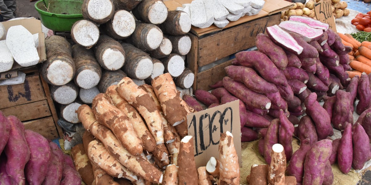 Global Yams Market: Historical Analysis and Forecasts, 2026–2035