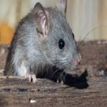 ratpest controlperth
