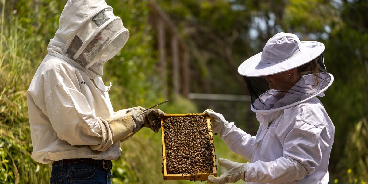 Beekeeping Service in Keller, TX: Safe Bee Relocation for Homes and Businesses