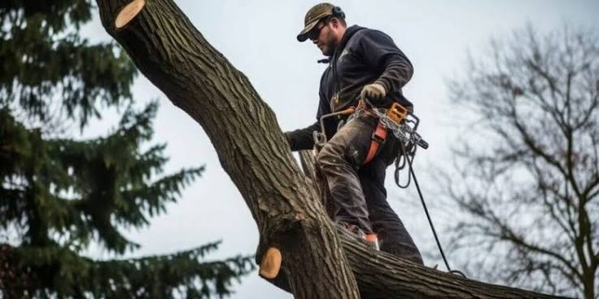 Why Berwyn Homeowners Trust Huber Tree Expert for Tree Care