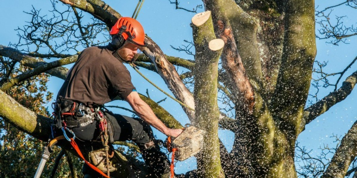 Tree Removal Services in Sheboygan, WI: Protecting Your Property with Professional Tree Care