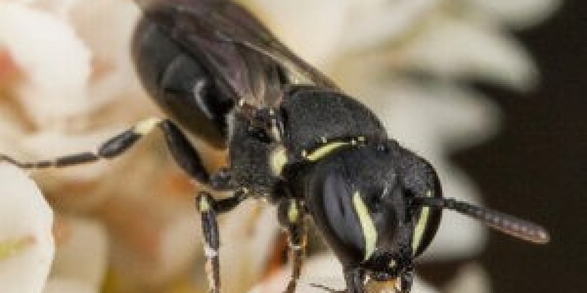 Why Bees Are Attracted to Certain Homes in Melbourne