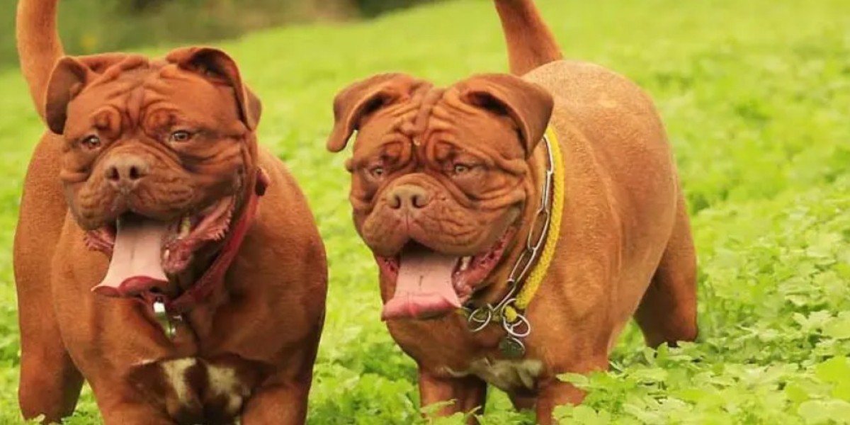 Transform Your Dog's Behavior with Expert Dog Training Gold Coast