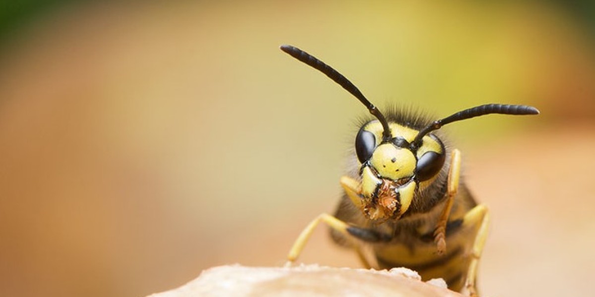 Why Are Wasps More Active During Spring and Summer in Melbourne?